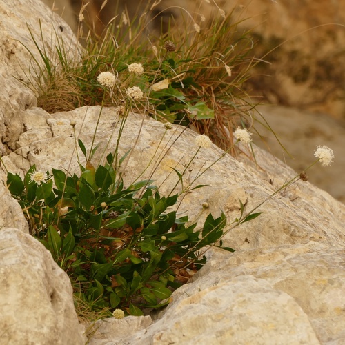Cephalaria squamiflora