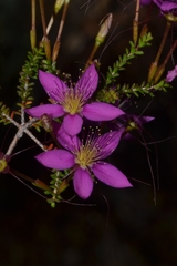 Calytrix fraseri
