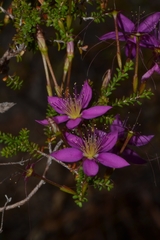 Calytrix fraseri