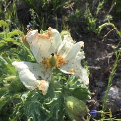 Argemone hispida