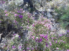 Calytrix fraseri