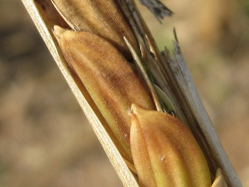 Asian Rice