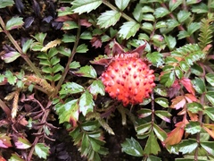 Rubus taiwanicola