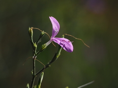 Hypoestes cumingiana