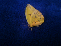 Phoebis philea philea