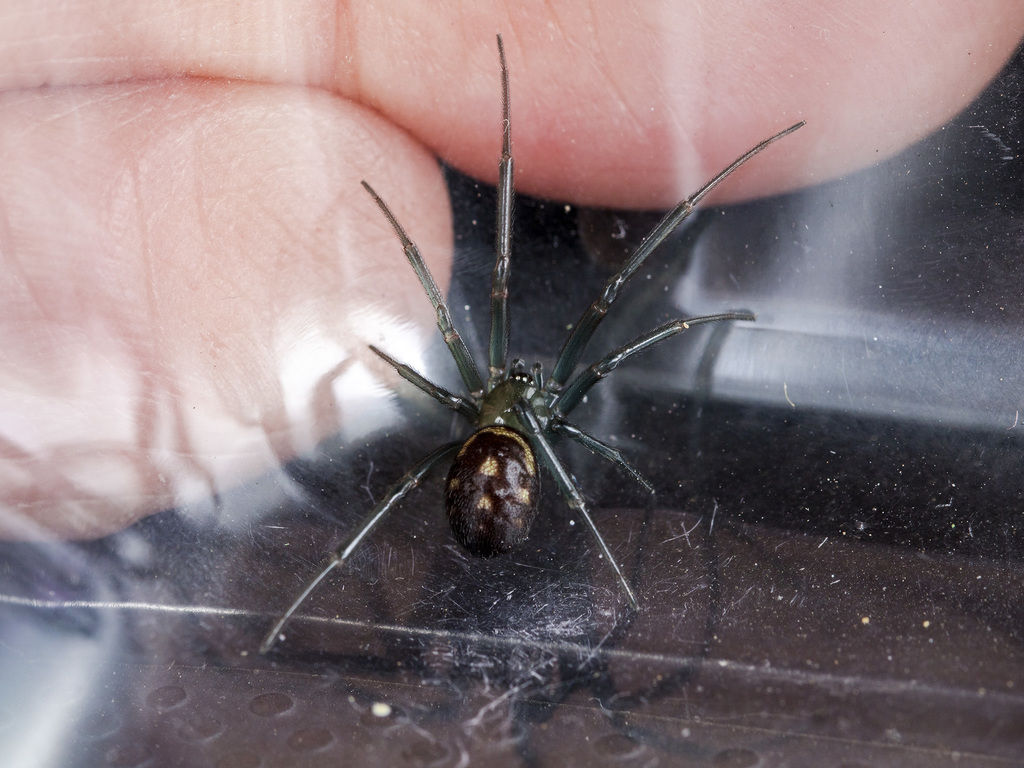 False black widow (Steatoda grossa)