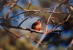 Corythornis vintsioides