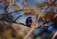 Corythornis vintsioides