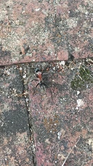 Camponotus ephippium