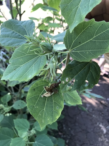 Hibiscadelphus distans