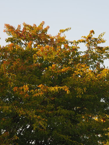 Bloodwood Tree