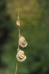 Onobrychis pulchella