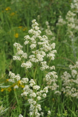 Galium turkestanicum