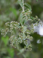 Decaneuropsis gratiosa