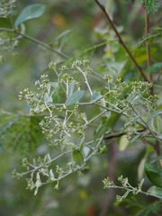 Decaneuropsis gratiosa