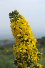 Ligularia heterophylla