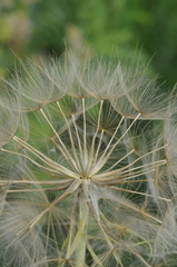 Tragopogon songoricus