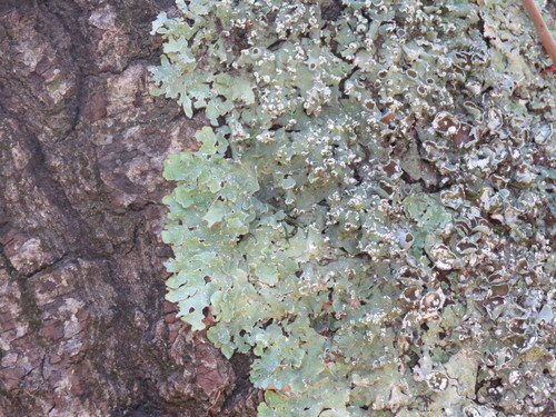 iNaturalist observation photo of shield lichens and allies