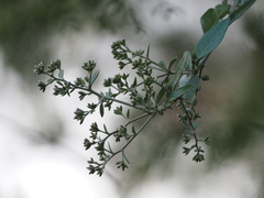 Decaneuropsis gratiosa