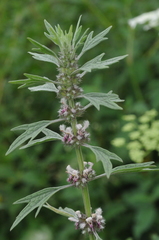 Leonurus turkestanicus