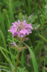 Pedicularis macrochila