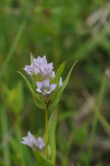 Gentianella turkestanorum
