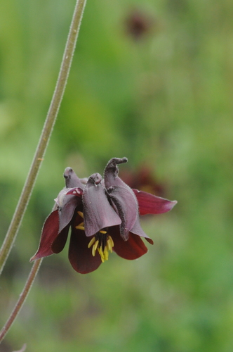 Aquilegia atrovinosa Popov ex Gamajun.