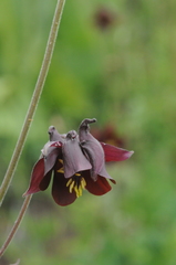 Aquilegia atrovinosa
