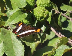 Adelpha paroeca