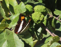 Adelpha paroeca