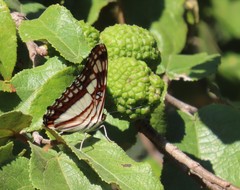 Adelpha paroeca