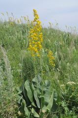 Ligularia heterophylla