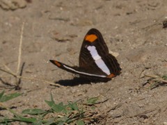 Adelpha basiloides