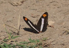 Adelpha basiloides