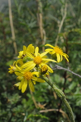 Ligularia narynensis