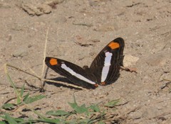 Adelpha basiloides