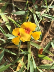 Zornia dyctiocarpa