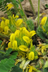 Astragalus schanginianus