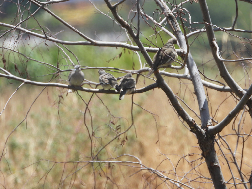 Picui Ground Dove