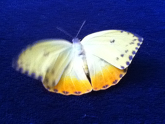 Phoebis philea philea