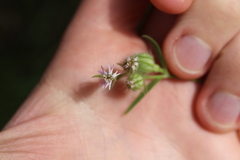Silene disticha, photograph (c) Joe Dillon, some rights reserved (CC BY)