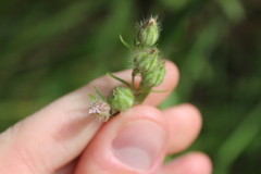 Silene disticha