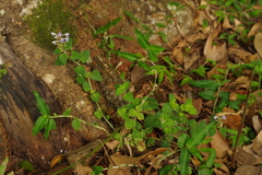 Scutellaria rubropunctata