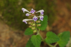Scutellaria rubropunctata