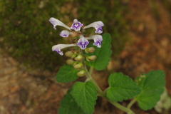Scutellaria rubropunctata