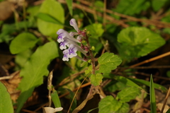 Scutellaria rubropunctata