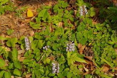 Scutellaria rubropunctata