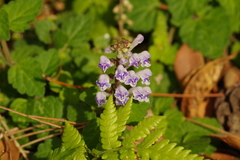 Scutellaria rubropunctata