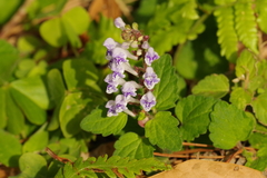 Scutellaria rubropunctata