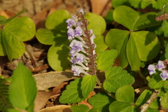 Scutellaria rubropunctata